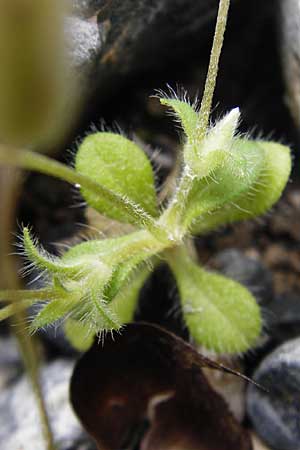 Cerastium scaposum \ Schaft-Hornkraut / Scapose Mouse-Ear, Kreta/Crete Aradena - Schlucht / Gorge 4.4.2015