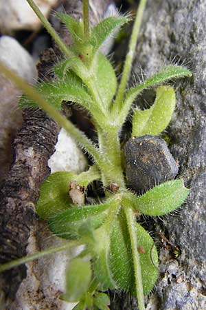 Cerastium scaposum \ Schaft-Hornkraut / Scapose Mouse-Ear, Kreta/Crete Aradena - Schlucht / Gorge 4.4.2015