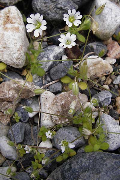 Cerastium scaposum \ Schaft-Hornkraut, Kreta Aradena - Schlucht 4.4.2015