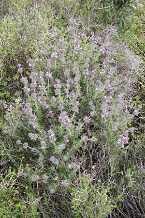 Satureja thymbra \ Thymianblättriges Bohnenkraut / Thyme-Leaved Savory, Pink Savory, Kreta/Crete Kato Chorio 10.4.2015