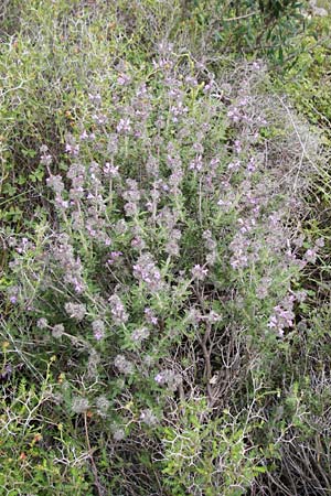 Satureja thymbra / Thyme-Leaved Savory, Pink Savory, Crete Kato Chorio 10.4.2015