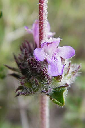 Satureja thymbra \ Thymianblttriges Bohnenkraut, Kreta Kato Chorio 10.4.2015