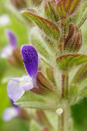 Salvia viridis \ Buntschopf-Salbei, Kreta Preveli 3.4.2015