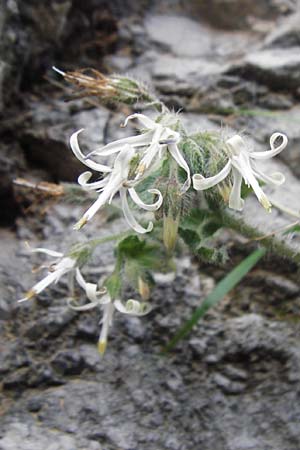 Symphytum creticum \ Kreta-Beinwell, Kreta Kotsifou - Schlucht 2.4.2015