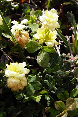 Trifolium campestre \ Gelber Acker-Klee, Feld-Klee / Hop Trefoil, Kreta/Crete Vai 9.4.2015