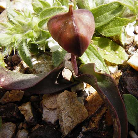 Tulipa cretica / Cretan Tulip, Crete Vai 9.4.2015