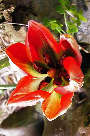 Tulipa doerfleri \ Drflers Tulpe, Kreta Spili 9.4.2015