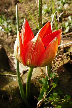 Tulipa doerfleri \ Drflers Tulpe / Doerfler's Tulip, Kreta/Crete Spili 9.4.2015