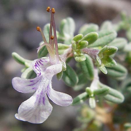 Teucrium brevifolium \ Kurzblttriger Gamander / Coast Germander, Kreta/Crete Vai 9.4.2015