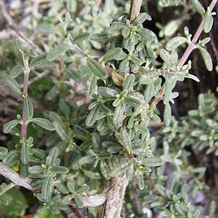Teucrium brevifolium \ Kurzblttriger Gamander / Coast Germander, Kreta/Crete Vai 9.4.2015