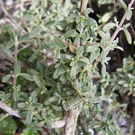 Teucrium brevifolium \ Kurzblttriger Gamander / Coast Germander, Kreta/Crete Vai 9.4.2015