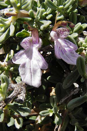 Teucrium brevifolium \ Kurzblättriger Gamander / Coast Germander, Kreta/Crete Vai 9.4.2015