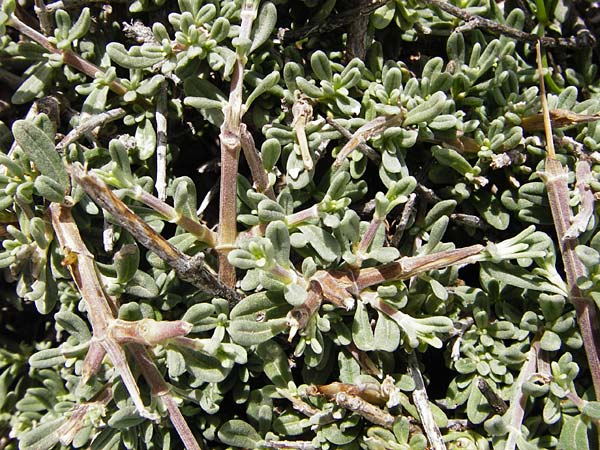 Teucrium brevifolium \ Kurzblttriger Gamander / Coast Germander, Kreta/Crete Vai 9.4.2015