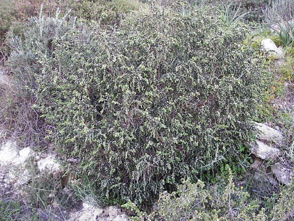 Thymelaea hirsuta \ Behaarte Spatzenzunge, Kreta Choudetsi 1.4.2015