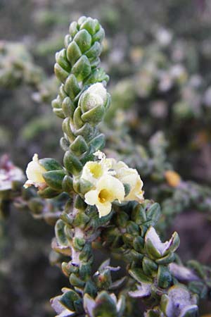 Thymelaea hirsuta \ Behaarte Spatzenzunge, Kreta Choudetsi 1.4.2015