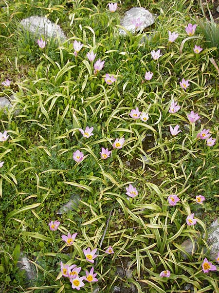 Tulipa saxatilis / Candia Tulip, Crete Spili 5.4.2015