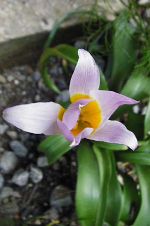 Tulipa saxatilis / Candia Tulip, Crete Kotsifou - Gorge 2.4.2015