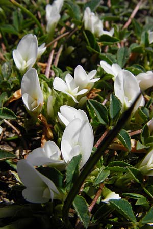 Trifolium uniflorum \ Einbltiger Klee, Kreta Spili 5.4.2015