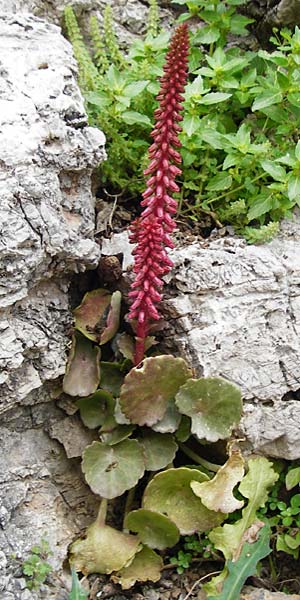 Umbilicus rupestris \ Hngendes Nabelkraut / Navelwort, Kreta/Crete Zakros - Schlucht / Gorge 8.4.2015