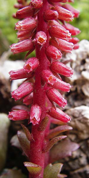 Umbilicus rupestris \ Hngendes Nabelkraut / Navelwort, Kreta/Crete Zakros - Schlucht / Gorge 8.4.2015