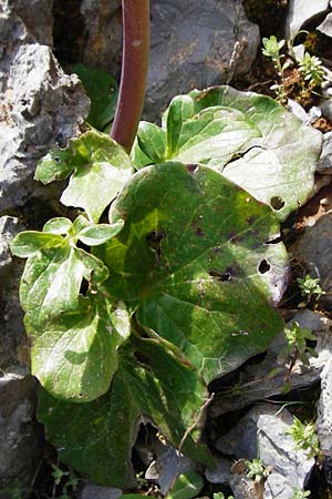 Valeriana asarifolia \ Haselwurzblttriger Baldrian / Cretan Valerian, Kreta/Crete Arhanes, Jouhtas 30.3.2015