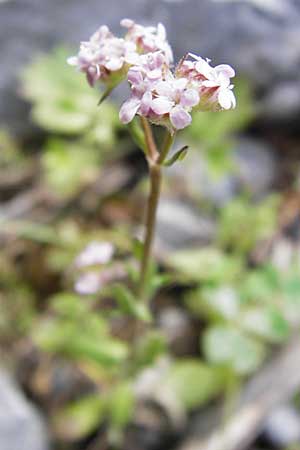 Valerianella echinata \ Stacheliger Feld-Salat, Kreta Arhanes, Jouhtas 30.3.2015