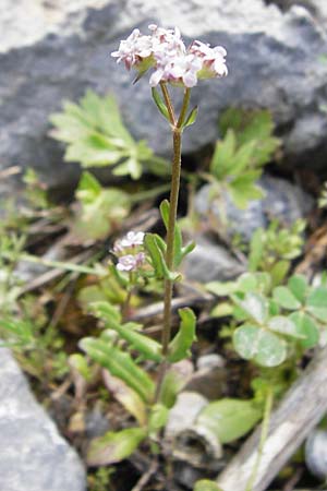 Valerianella echinata \ Stacheliger Feld-Salat / Prickly Corn Salad, Kreta/Crete Arhanes, Jouhtas 30.3.2015