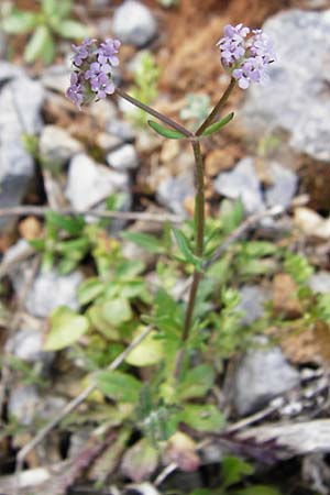 Valerianella echinata \ Stacheliger Feld-Salat, Kreta Arhanes, Jouhtas 30.3.2015