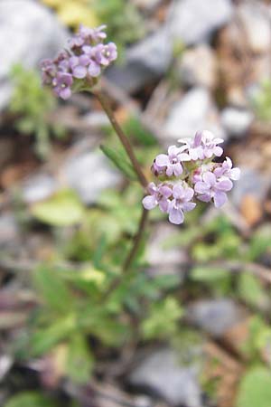 Valerianella echinata \ Stacheliger Feld-Salat, Kreta Arhanes, Jouhtas 30.3.2015