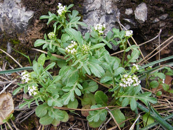 Centranthus calcitrapae \ Fuangel-Spornblume / Annual Valerian, Kreta/Crete Arhanes, Jouhtas 30.3.2015