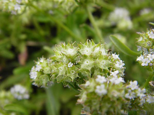 Valerianella discoidea \ Scheiben-Feld-Salat / Lesser Corn Salad, Kreta/Crete Preveli 3.4.2015