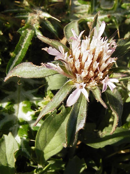 Pterocephalus plumosus / Downy-Headed Scabious, Annual Pterocephalus, Crete Preveli 3.4.2015