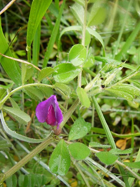 Vicia sativa var. sativa \ Saat-Wicke, Echte Futter-Wicke / Common Vetch, Kreta/Crete Ano Zakros 8.4.2015