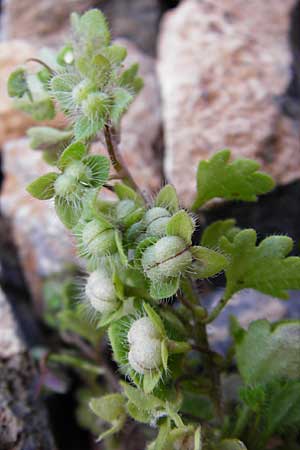 Veronica cymbalaria \ Zymbelkraut-Ehrenpreis / Cymbalaria-Leaved Speedwell, Kreta/Crete Moni Kapsa 10.4.2015