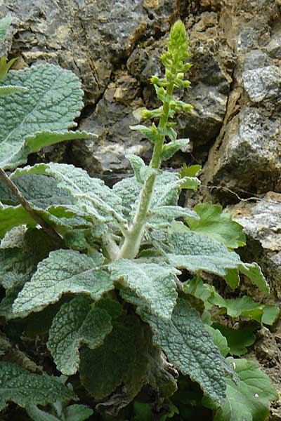 Verbascum arcturus \ Kreta-Knigskerze, Brenschwanz-Knigskerze / Cretan Bear's Tail, Kreta/Crete Kourtaliotiko - Schlucht / Gorge 5.4.2015