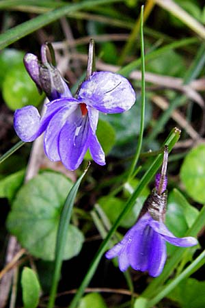 Viola reichenbachiana \ Wald-Veilchen, Kreta Thripti 10.4.2015