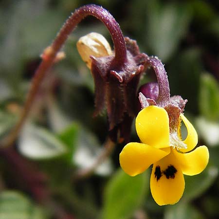 Viola scorpiuroides \ Skorpions-Veilchen, Kreta Vai 9.4.2015