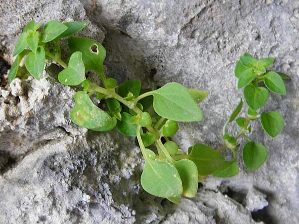 Theligonum cynocrambe \ Hundskohl / Dog's Cabbage, Kreta/Crete Aradena - Schlucht / Gorge 4.4.2015