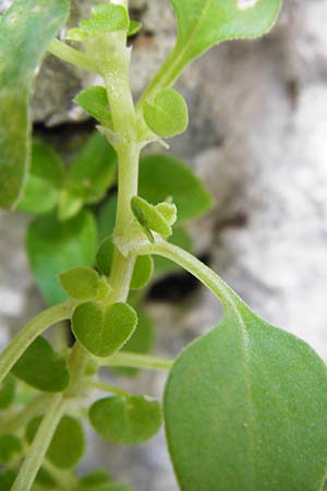 Theligonum cynocrambe \ Hundskohl / Dog's Cabbage, Kreta/Crete Aradena - Schlucht / Gorge 4.4.2015