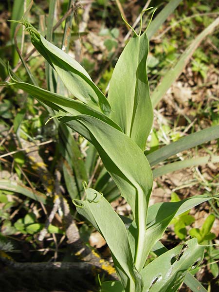 Lathyrus ochrus \ Flgel-Platterbse, Scheidige Platterbse / Winged Vetchling, Cyprus Vetch, Kreta/Crete Armeni 7.4.2015