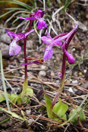 Orchis sitiaca \ Sitia-Knabenkraut, Kreta/Crete,  Thripti 10.4.2015 