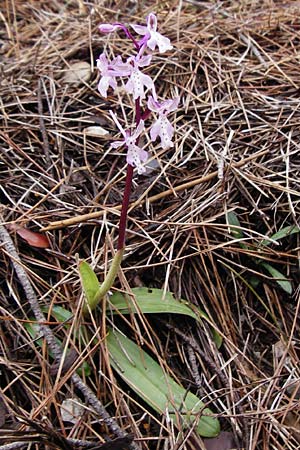 Orchis sitiaca \ Sitia-Knabenkraut, Kreta,  Thripti 10.4.2015 