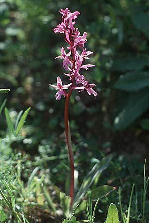 Orchis sitiaca \ Sitia-Knabenkraut, Kreta/Crete,  Xidas 5.4.1990 