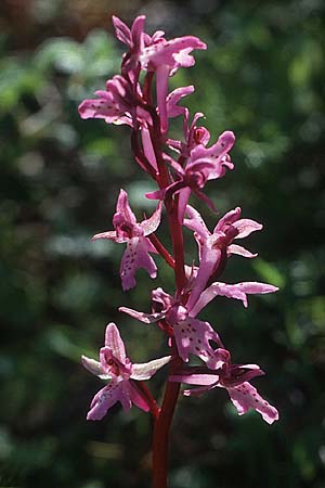 Orchis sitiaca \ Sitia-Knabenkraut, Kreta,  Xidas 5.4.1990 