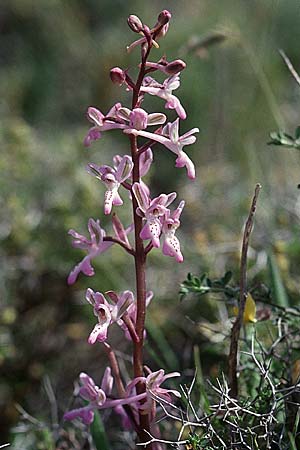 Orchis sitiaca \ Sitia-Knabenkraut, Kreta,  Gerakari 19.4.2001 