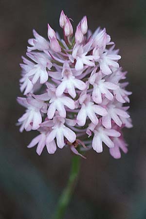 [click] Anacamptis pyramidalis subsp. brachystachys, Kreta/Crete,  Stavrohori 23.4.2001 