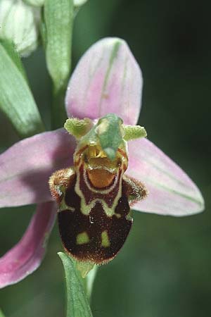 Ophrys apifera \ Bienen-Ragwurz / Bee Orchid, Kreta/Crete,  Phaistos 20.4.2001 