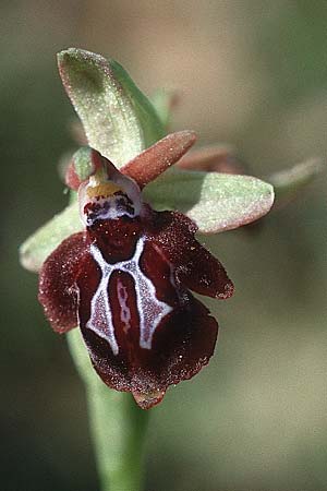 Ophrys ariadnae \ Karpathos-Ragwurz / Karpathos Bee Orchid, Kreta/Crete,  Xidas 5.4.1990 