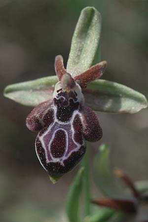 Ophrys ariadnae \ Karpathos-Ragwurz, Kreta,  Gerakari 19.4.2001 