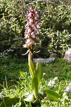Barlia robertiana \ Roberts Mastorchis / Giant Orchid, Kreta/Crete,  Monastiraki near Asomatos School 6.4.2015 